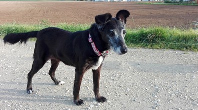 LADY - x terrier 12 ans - Refuge de Thierville (55) 5872593