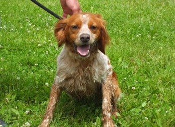 WILLY - epagneul breton 4 ans - Refuge de Thierville (55) 7856072